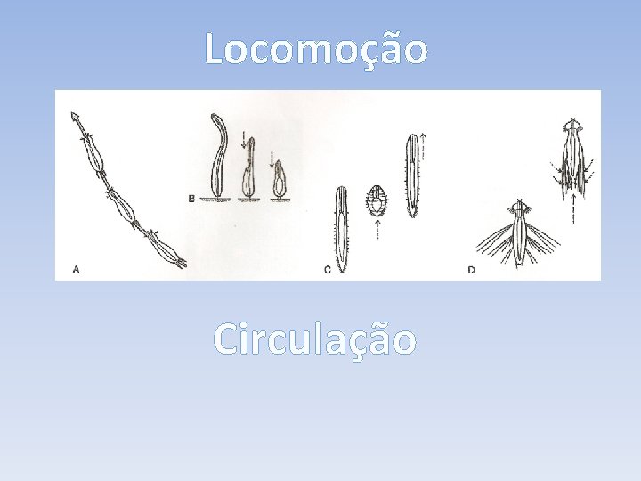 Locomoção Circulação 