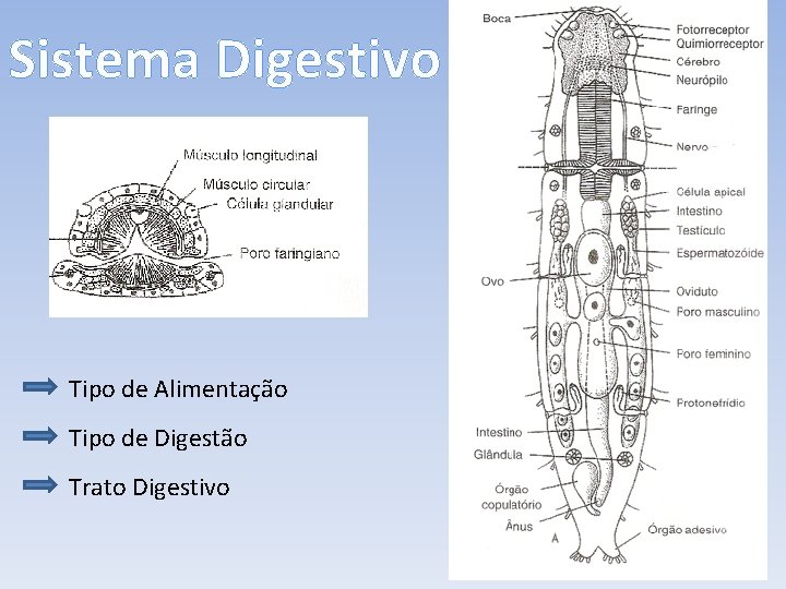 Sistema Digestivo Tipo de Alimentação Tipo de Digestão Trato Digestivo 