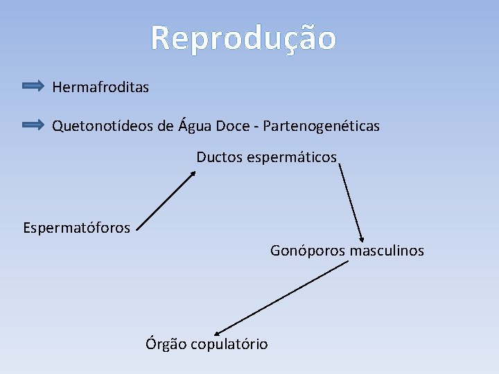 Reprodução Hermafroditas Quetonotídeos de Água Doce - Partenogenéticas Ductos espermáticos Espermatóforos Gonóporos masculinos Órgão
