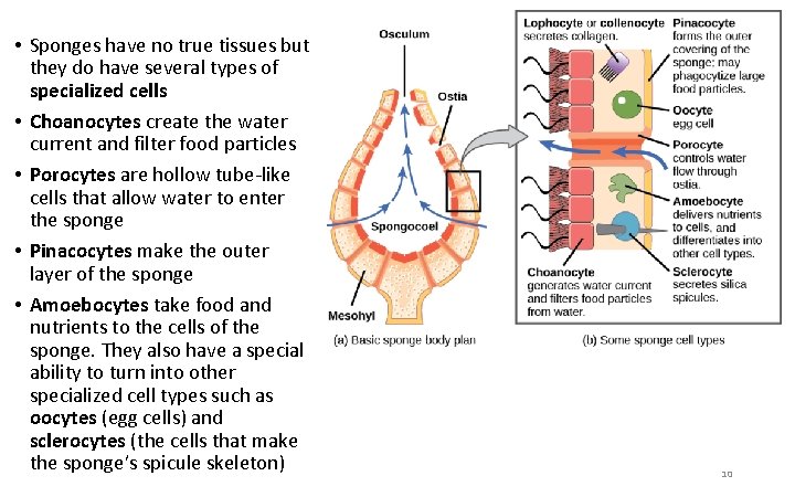  • Sponges have no true tissues but they do have several types of