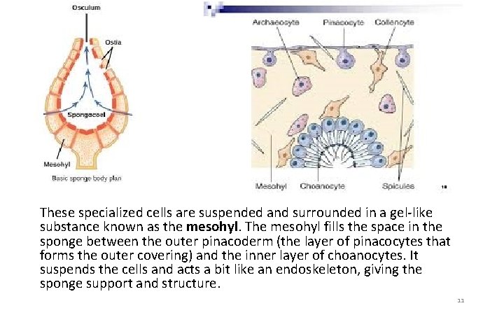 These specialized cells are suspended and surrounded in a gel-like substance known as the
