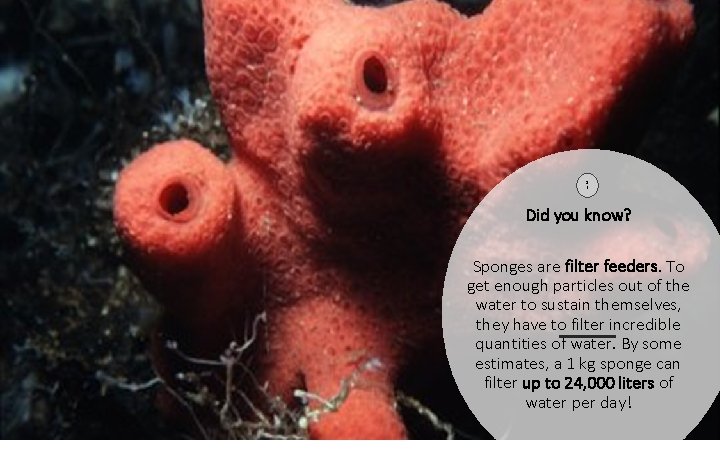 1 2 Did you know? Sponges are filter feeders. To get enough particles out