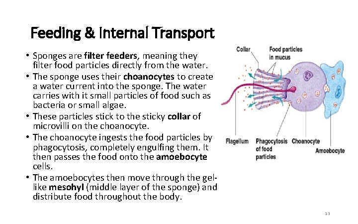 Feeding & Internal Transport • Sponges are filter feeders, meaning they filter food particles