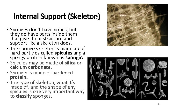 Internal Support (Skeleton) • Sponges don’t have bones, but they do have parts inside