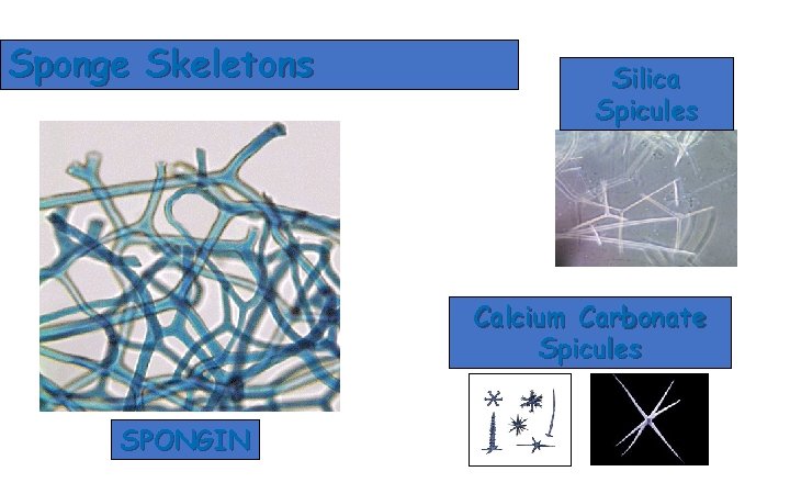 Sponge Skeletons Silica Spicules Calcium Carbonate Spicules SPONGIN 
