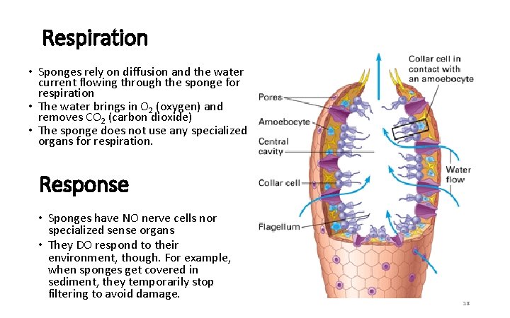 Respiration • Sponges rely on diffusion and the water current flowing through the sponge