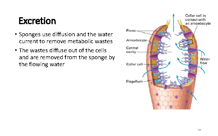 Excretion • Sponges use diffusion and the water current to remove metabolic wastes •