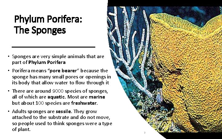 Phylum Porifera: The Sponges • Sponges are very simple animals that are part of