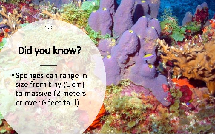 2 0 Did you know? • Sponges can range in size from tiny (1