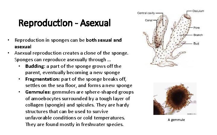 Reproduction - Asexual • Reproduction in sponges can be both sexual and asexual •