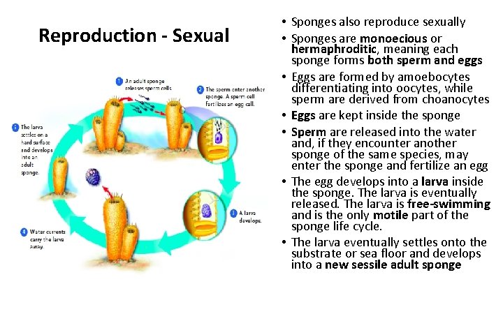 Reproduction - Sexual • Sponges also reproduce sexually • Sponges are monoecious or hermaphroditic,