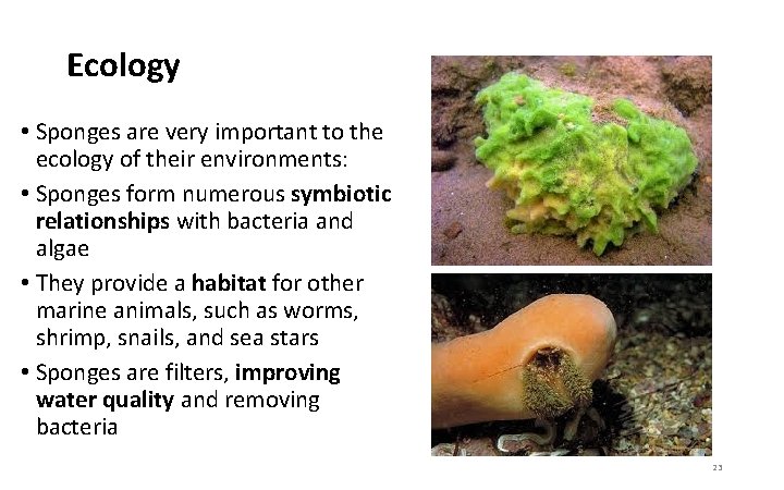 Ecology • Sponges are very important to the ecology of their environments: • Sponges