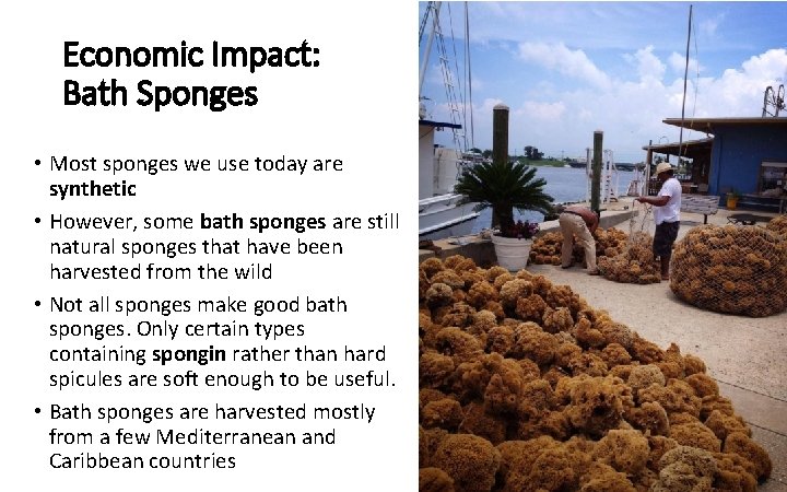 Economic Impact: Bath Sponges • Most sponges we use today are synthetic • However,