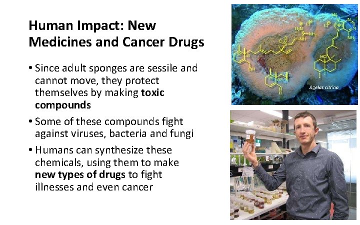 Human Impact: New Medicines and Cancer Drugs • Since adult sponges are sessile and