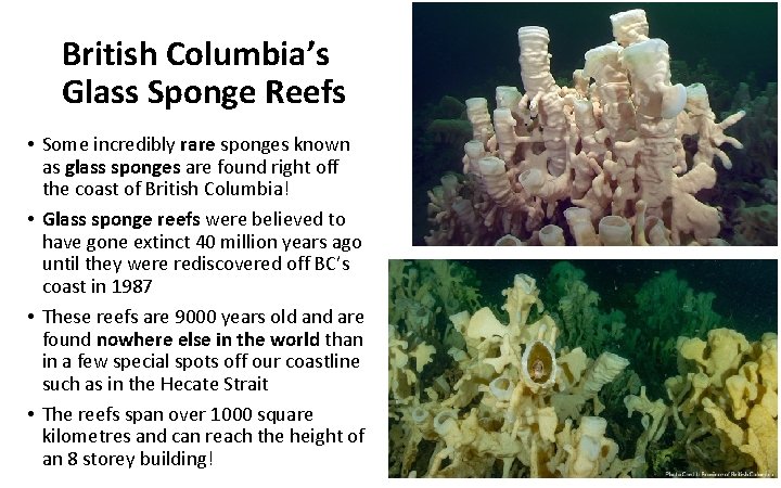 British Columbia’s Glass Sponge Reefs • Some incredibly rare sponges known as glass sponges