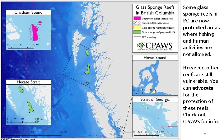 Some glass sponge reefs in BC are now protected areas where fishing and human