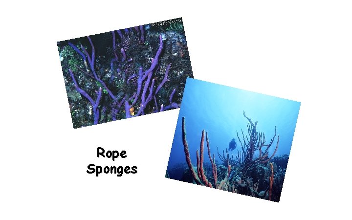 Rope Sponges 