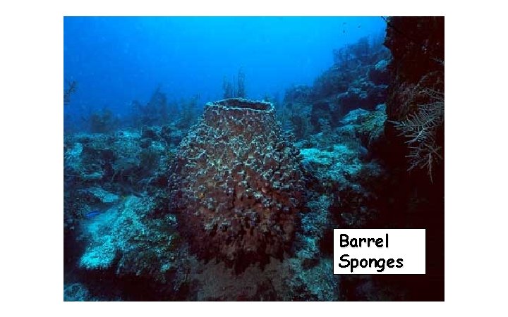 Barrel Sponges 