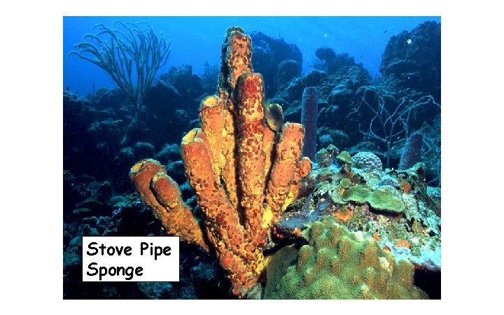 Stove Pipe Sponge 