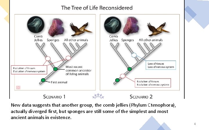 New data suggests that another group, the comb jellies (Phylum Ctenophora), actually diverged first,