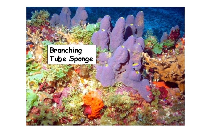 Branching Tube Sponge 
