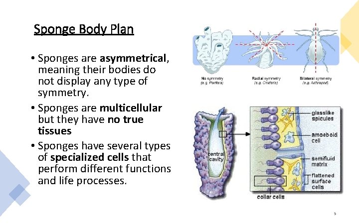Sponge Body Plan • Sponges are asymmetrical, meaning their bodies do not display any
