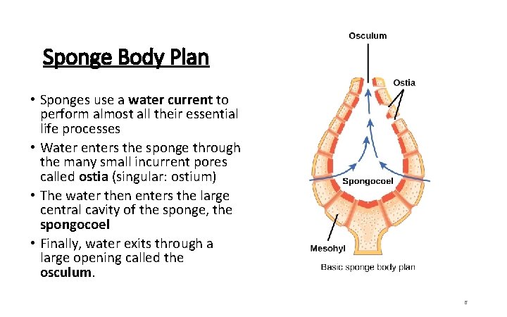 Sponge Body Plan • Sponges use a water current to perform almost all their