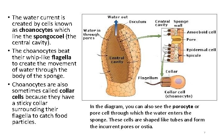  • The water current is created by cells known as choanocytes which line