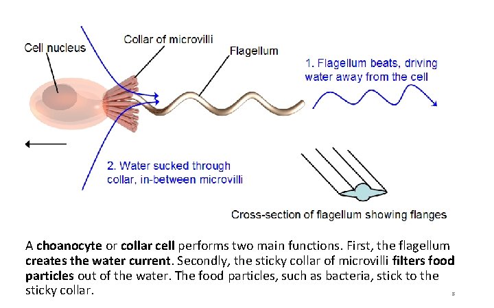 A choanocyte or collar cell performs two main functions. First, the flagellum creates the