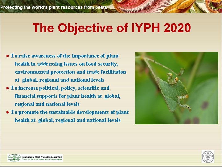 The Objective of IYPH 2020 ● To raise awareness of the importance of plant