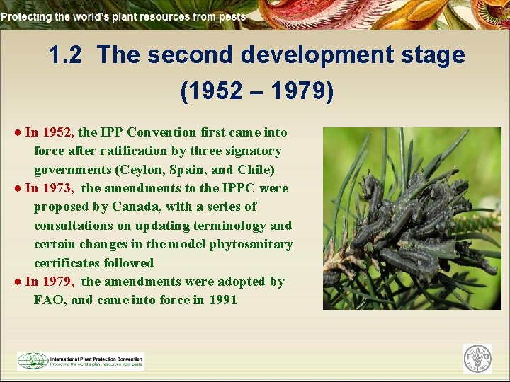 1. 2 The second development stage (1952 – 1979) ● In 1952, the IPP