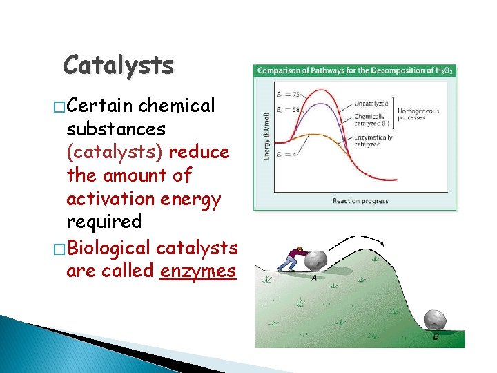 Catalysts � Certain chemical substances (catalysts) reduce the amount of activation energy required �