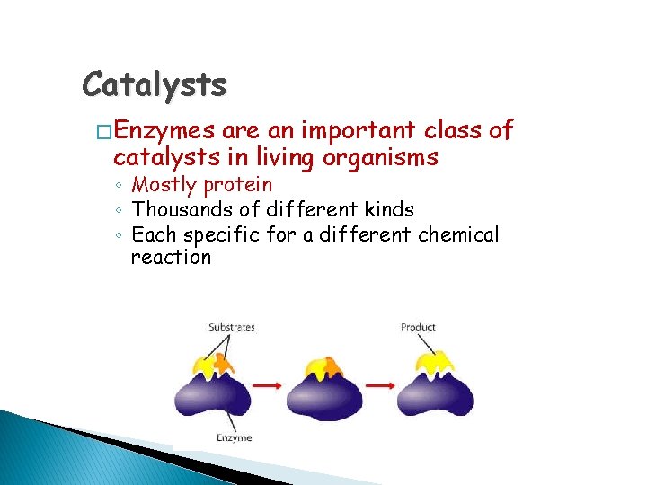 Catalysts � Enzymes are an important class of catalysts in living organisms ◦ Mostly
