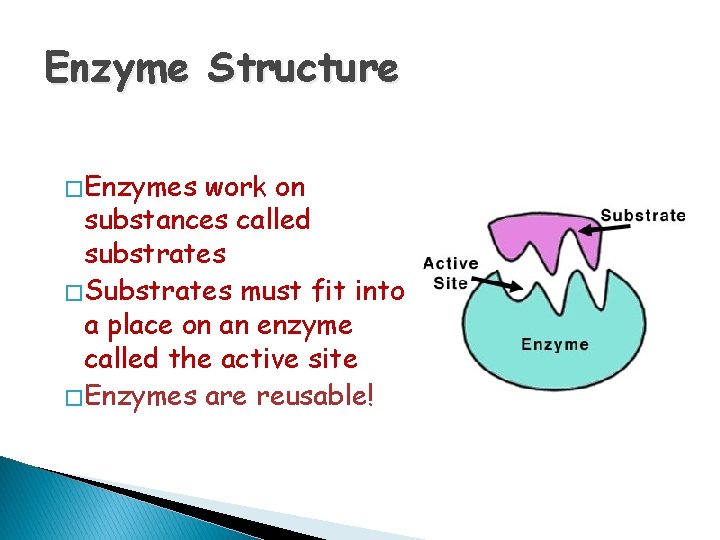 Enzyme Structure � Enzymes work on substances called substrates � Substrates must fit into
