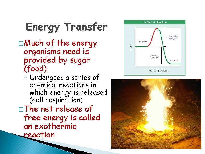 Energy Transfer � Much of the energy organisms need is provided by sugar (food)