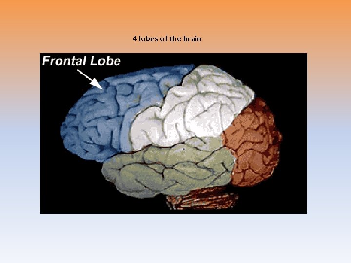 4 lobes of the brain 