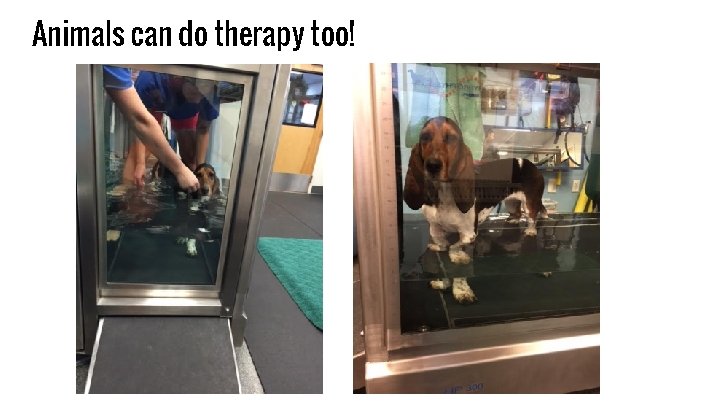 Animals can do therapy too! 