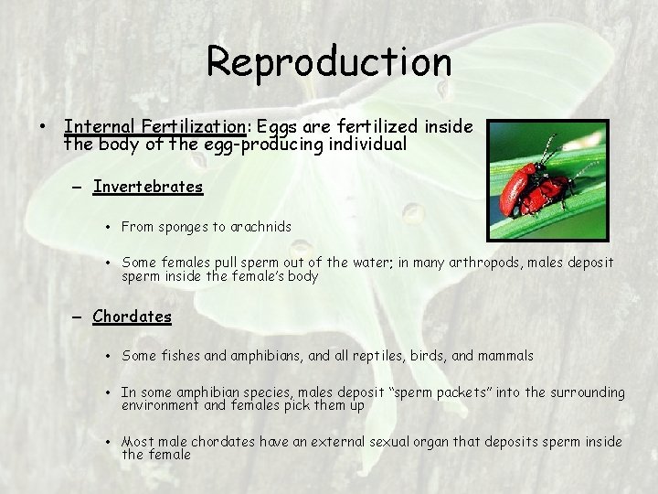 Reproduction • Internal Fertilization: Eggs are fertilized inside the body of the egg-producing individual Reproduction • Internal Fertilization: Eggs are fertilized inside the body of the egg-producing individual
