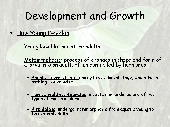 Development and Growth • How Young Develop – Young look like miniature adults – Development and Growth • How Young Develop – Young look like miniature adults –