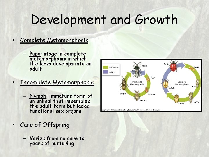 Development and Growth • Complete Metamorphosis – Pupa: stage in complete metamorphosis in which Development and Growth • Complete Metamorphosis – Pupa: stage in complete metamorphosis in which