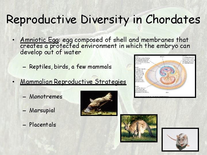 Reproductive Diversity in Chordates • Amniotic Egg: egg composed of shell and membranes that Reproductive Diversity in Chordates • Amniotic Egg: egg composed of shell and membranes that