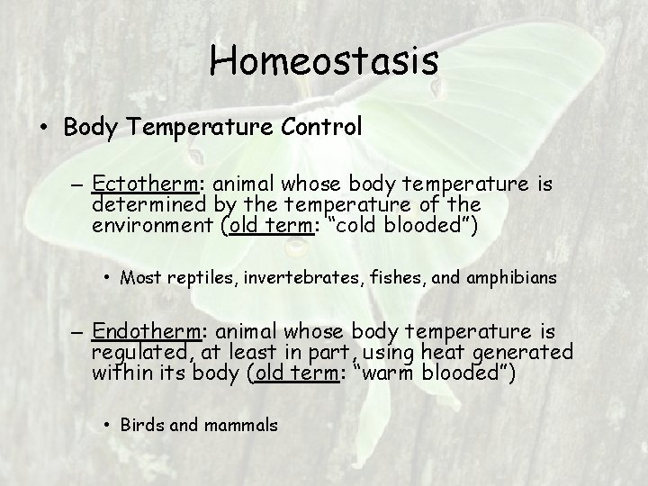 Homeostasis • Body Temperature Control – Ectotherm: animal whose body temperature is determined by Homeostasis • Body Temperature Control – Ectotherm: animal whose body temperature is determined by