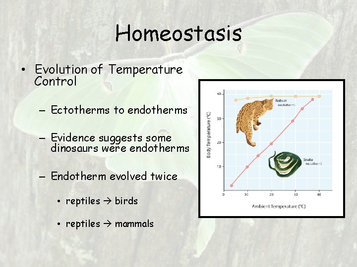Homeostasis • Evolution of Temperature Control – Ectotherms to endotherms – Evidence suggests some Homeostasis • Evolution of Temperature Control – Ectotherms to endotherms – Evidence suggests some