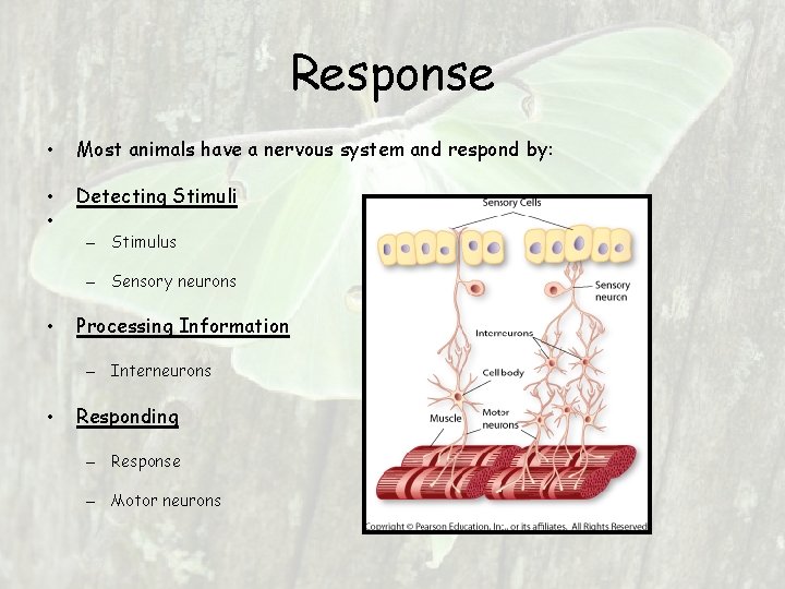 Response • Most animals have a nervous system and respond by: • • Detecting Response • Most animals have a nervous system and respond by: • • Detecting