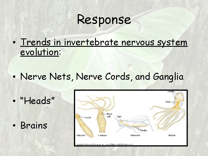 Response • Trends in invertebrate nervous system evolution: • Nerve Nets, Nerve Cords, and Response • Trends in invertebrate nervous system evolution: • Nerve Nets, Nerve Cords, and