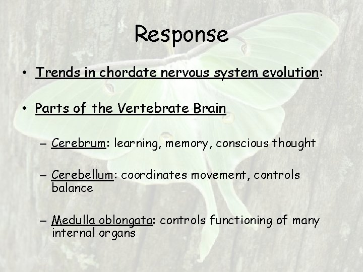 Response • Trends in chordate nervous system evolution: • Parts of the Vertebrate Brain Response • Trends in chordate nervous system evolution: • Parts of the Vertebrate Brain