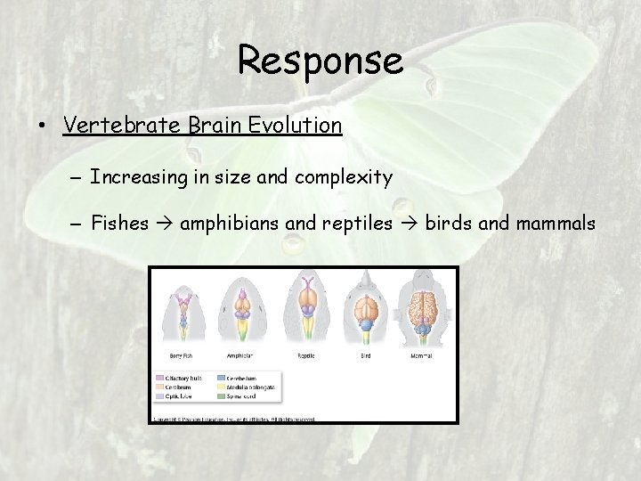 Response • Vertebrate Brain Evolution – Increasing in size and complexity – Fishes amphibians Response • Vertebrate Brain Evolution – Increasing in size and complexity – Fishes amphibians