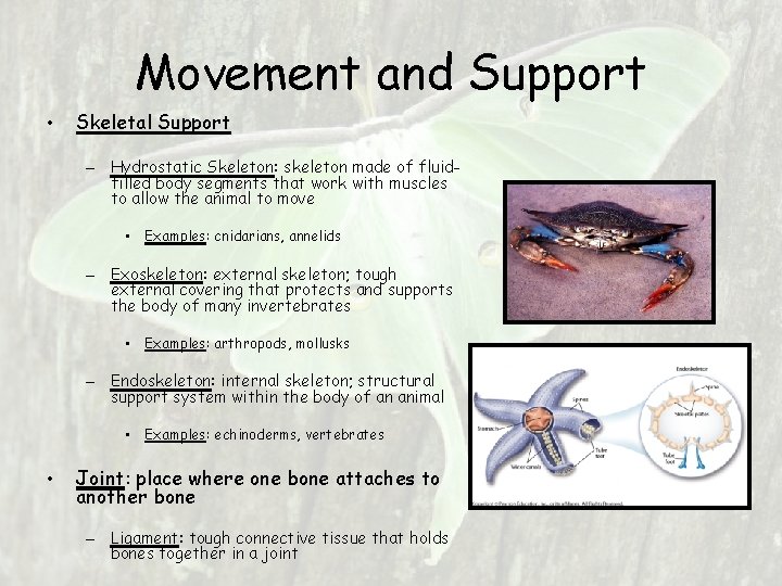 Movement and Support • Skeletal Support – Hydrostatic Skeleton: skeleton made of fluidfilled body Movement and Support • Skeletal Support – Hydrostatic Skeleton: skeleton made of fluidfilled body