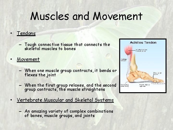 Muscles and Movement • Tendons – Tough connective tissue that connects the skeletal muscles Muscles and Movement • Tendons – Tough connective tissue that connects the skeletal muscles