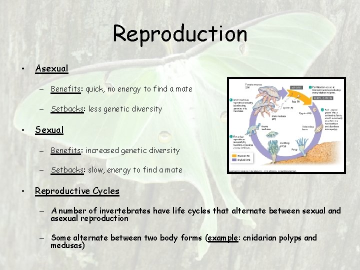 Reproduction • Asexual – Benefits: quick, no energy to find a mate – Setbacks: Reproduction • Asexual – Benefits: quick, no energy to find a mate – Setbacks: